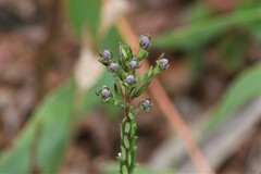 Comesperma ericinum