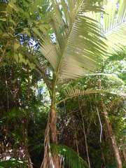 Archontophoenix alexandrae