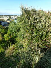 Metrosideros excelsa