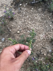 Ambrosia confertiflora