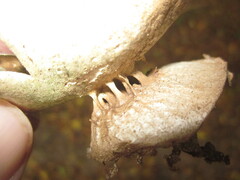 Myriostoma coliforme