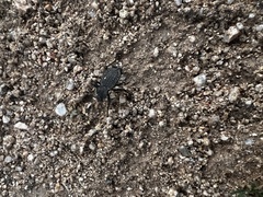 Cryptoglossa variolosa