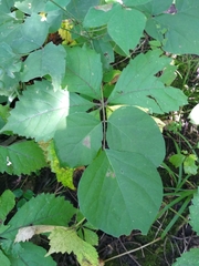 Hylodesmum glutinosum