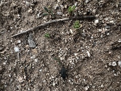 Cryptoglossa variolosa