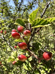 Viburnum betulifolium