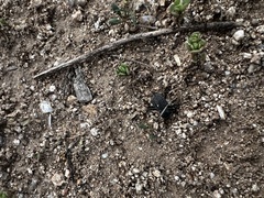 Cryptoglossa variolosa