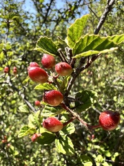 Viburnum betulifolium
