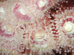 Corynactis australis