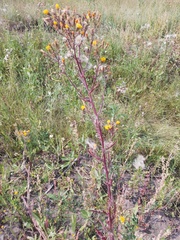 Hieracium robustum