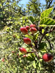 Viburnum betulifolium
