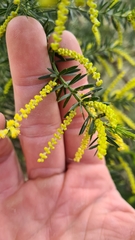 Acacia verticillata verticillata