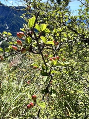 Viburnum betulifolium