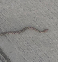 Agkistrodon contortrix