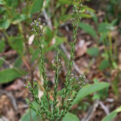 Comesperma ericinum