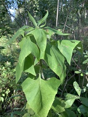 Parasenecio hastatus