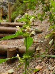 Galeopsis