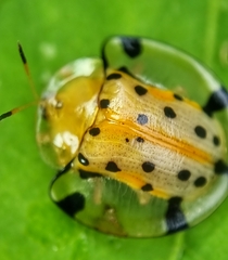 Aspidimorpha miliaris