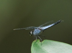Raphismia bispina
