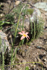 Moraea flaccida