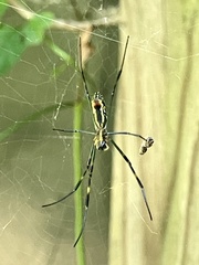 Trichonephila clavata