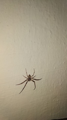 Larinioides ixobolus