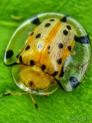 Aspidimorpha miliaris