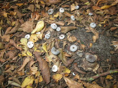 Geastrum striatum