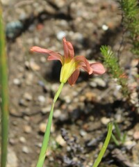 Moraea flaccida
