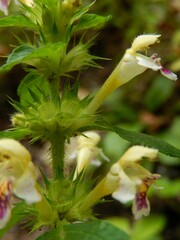 Galeopsis