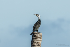 Phalacrocorax carbo sinensis