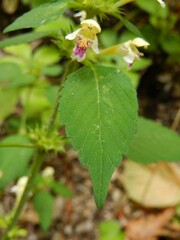Galeopsis