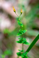Hypericum pulchrum
