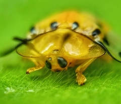 Aspidimorpha miliaris