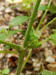 Galeopsis