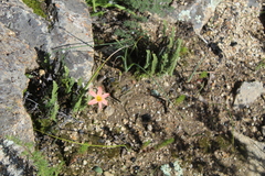 Moraea flaccida
