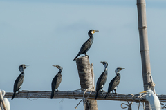 Phalacrocorax carbo sinensis
