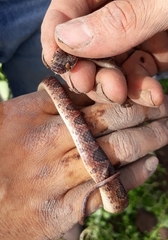 Leptodeira rhombifera