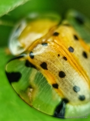 Aspidimorpha miliaris