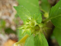 Galeopsis
