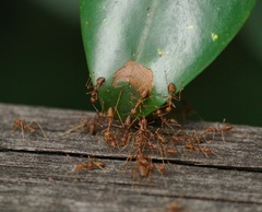 Oecophylla smaragdina