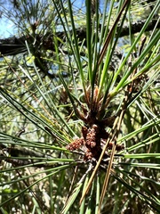 Pinus taiwanensis