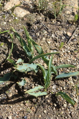 Eriospermum lanceifolium