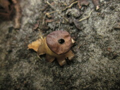 Geastrum striatum