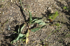 Eriospermum lanceifolium