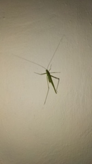 Phaneroptera falcata