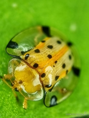 Aspidimorpha miliaris