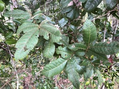 Alectryon tomentosus