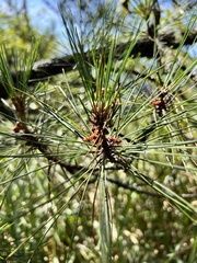 Pinus taiwanensis