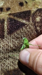 Phaneroptera falcata