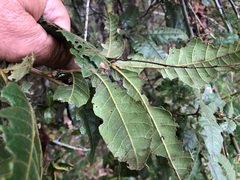 Alectryon tomentosus